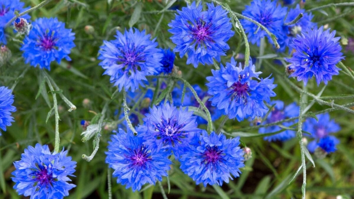 11 Flowers & Plants That Rose from the Ashes of War 3 11 Flowers & Plants That Rose from the Ashes of War - cornflower ss2095482547