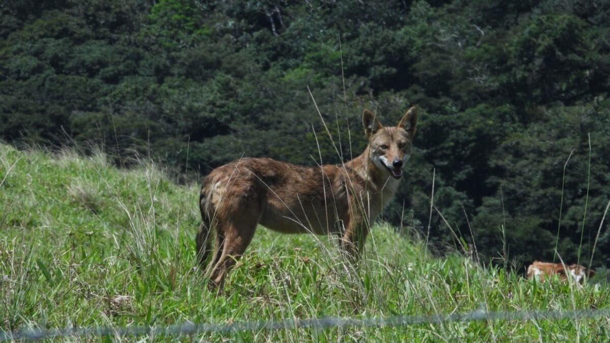Explore the Pack: 19 Coyote Types to Know 18 Explore the Pack: 19 Coyote Types to Know - costa rican coyote ss2436492141