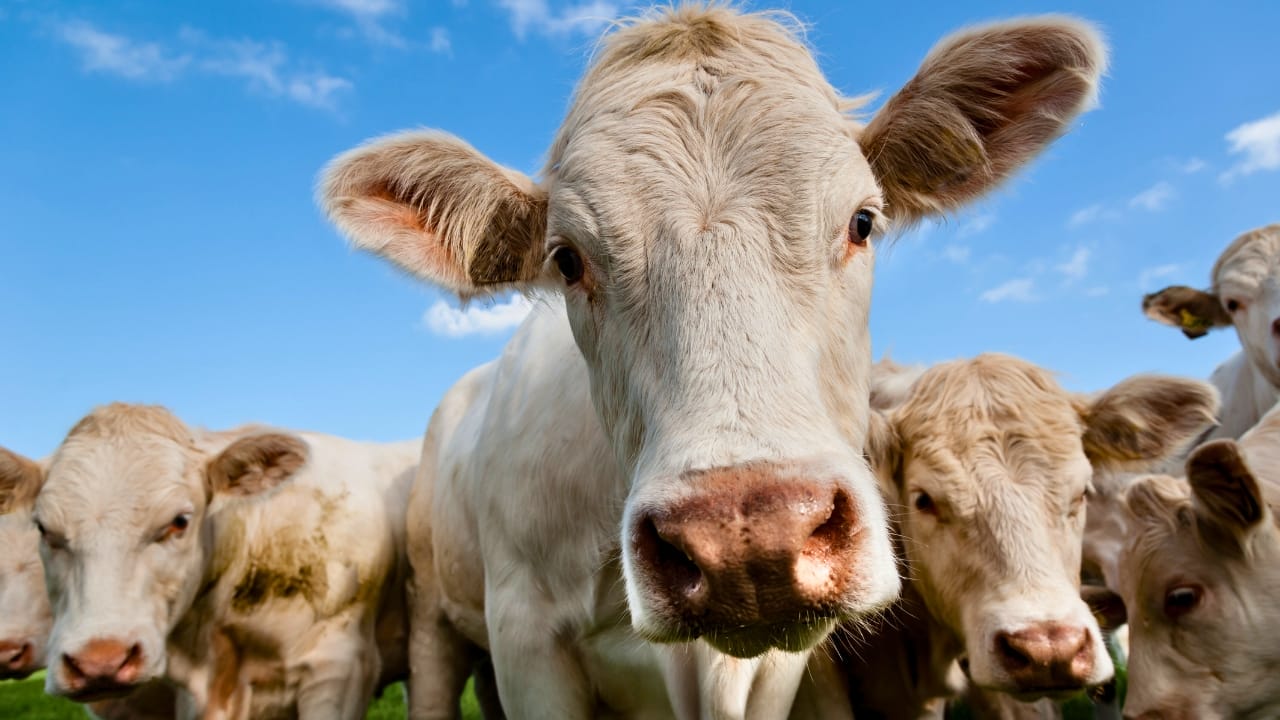 Denmark&rsquo;s &lsquo;Fart Tax&rsquo; Makes Ranchers Pay for Methane - cows dp86906966