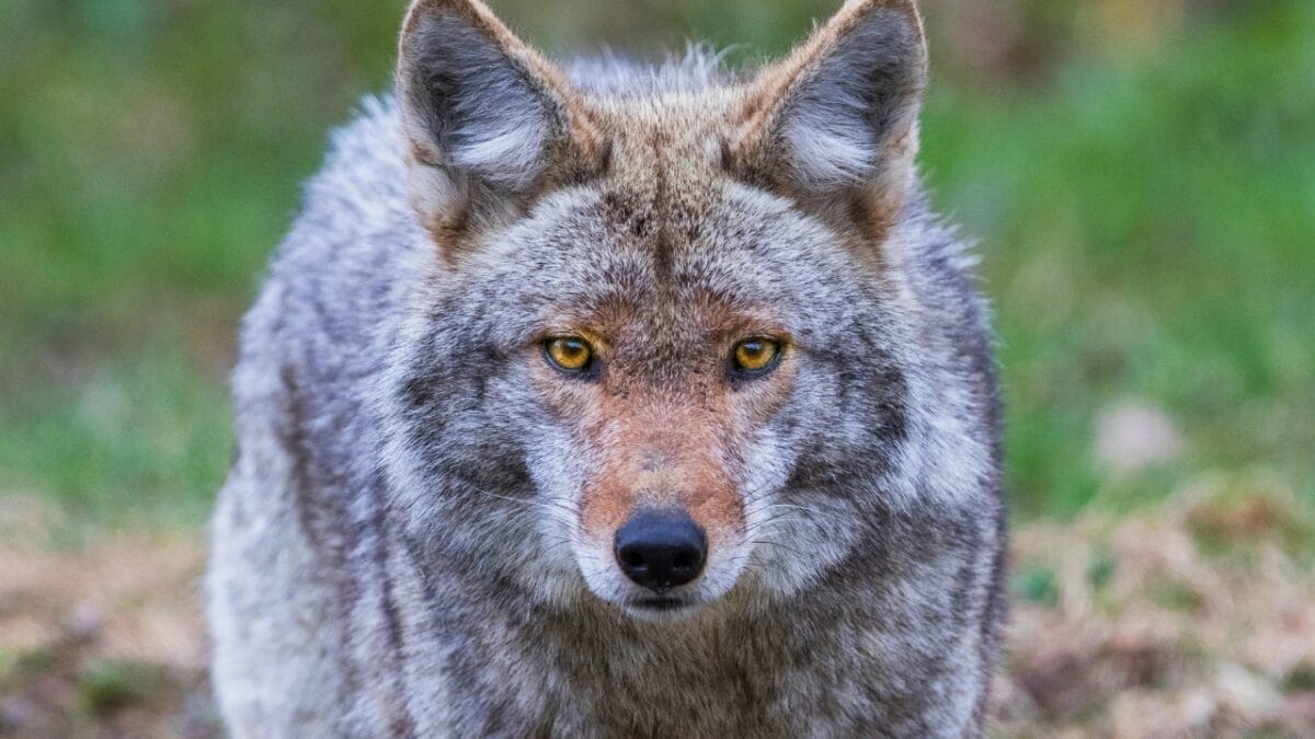 Hunting Coyotes Could Be Backfiring Across the U.S. - coyote ss1405651547