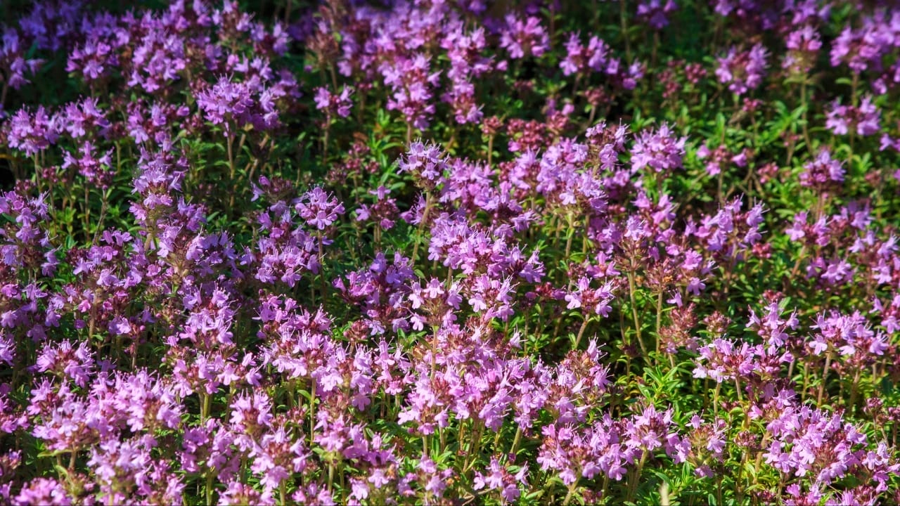 15 Natural Scents to Repel Ants & Keep Your Home Fresh - creeping red thyme lawn ss1474737053