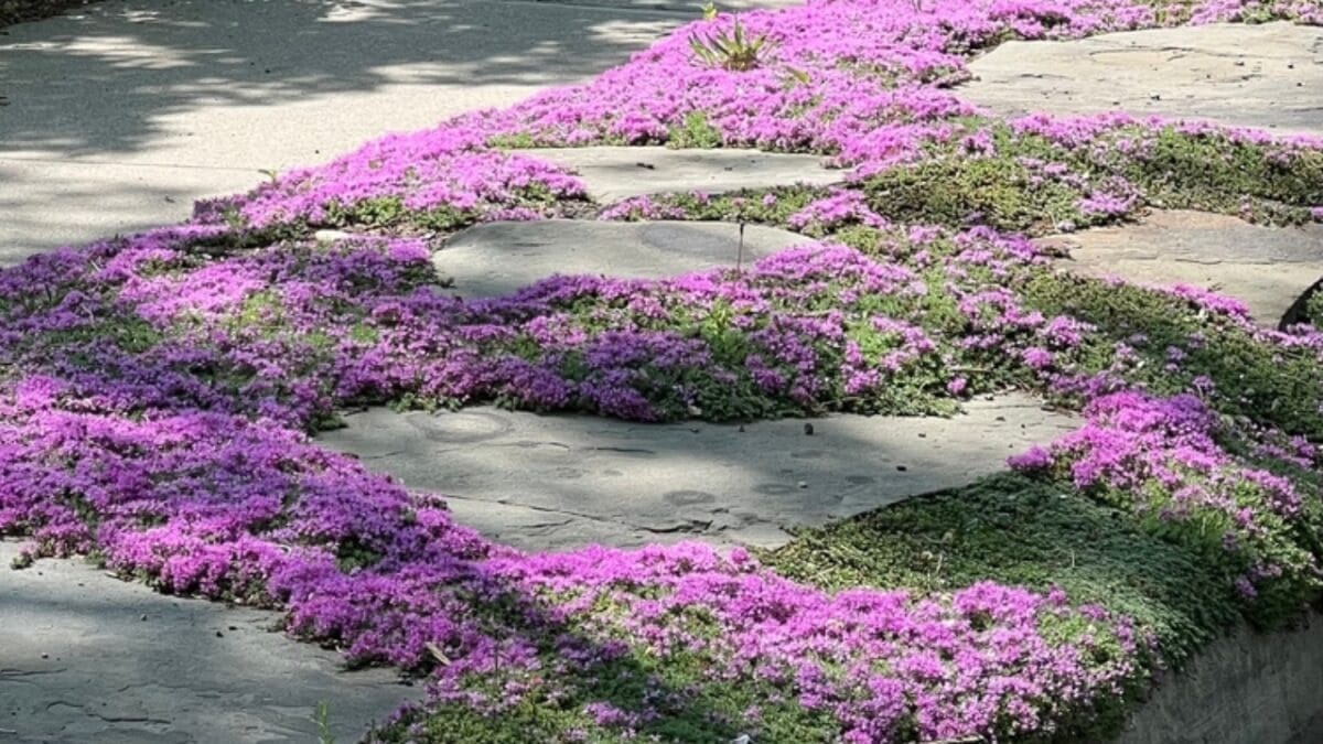 Creeping Thyme Lawns Are the Future of Sustainable Landscaping 5 Creeping Thyme Lawns Are the Future of Sustainable Landscaping - creeping thyme ground cover ss2425490475