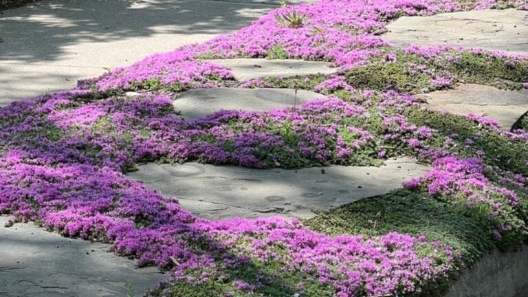 These 12 Ground Covers Combat Unwanted Weeds So You Don’t Have To 7 These 12 Ground Covers Combat Unwanted Weeds So You Don’t Have To - creeping thyme ground cover ss2425490475