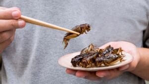 Edible Insects are Gaining Buzz: 7 Things You Should Know 1 Edible Insects are Gaining Buzz: 7 Things You Should Know - crickets ss1281029908