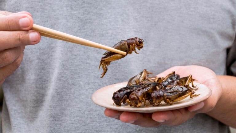 Edible Insects are Gaining Buzz: 7 Things You Should Know 5 Edible Insects are Gaining Buzz: 7 Things You Should Know - crickets ss1281029908