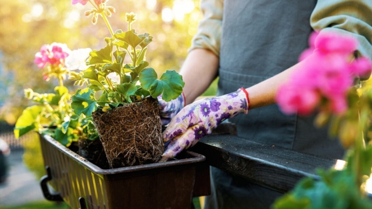 10 Things Expert Gardeners Do to Create a Lush Outdoor Container Garden 12 10 Things Expert Gardeners Do to Create a Lush Outdoor Container Garden - crop plant ss2159927887