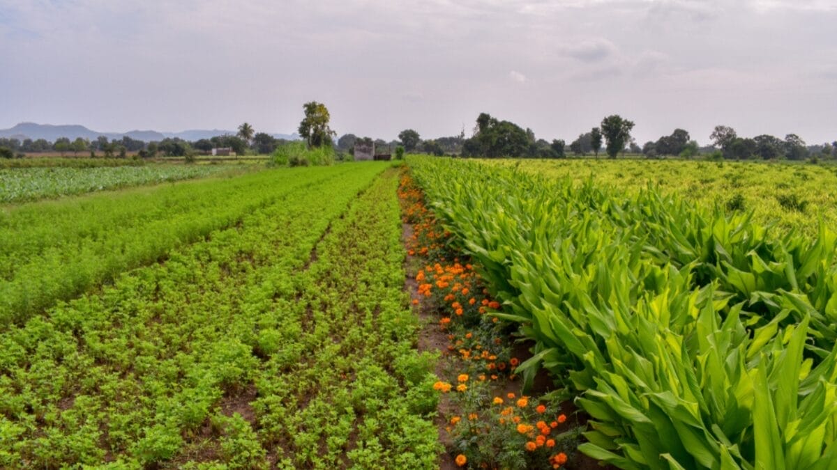 Growing Green for Less: 15 Ideas for Savvy Gardeners to Save Money 11 Growing Green for Less: 15 Ideas for Savvy Gardeners to Save Money - crop rotation ss1550913041