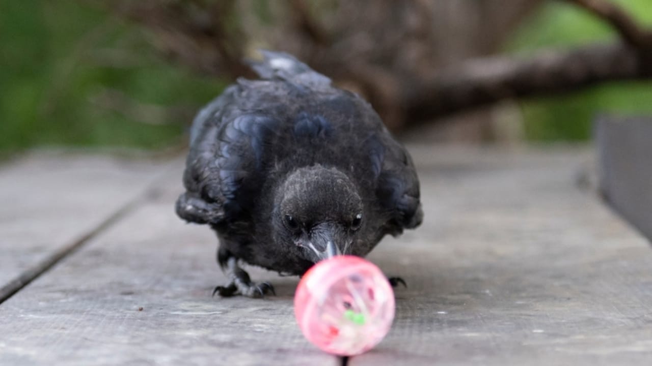10 Reasons Why It's Illegal to Own a Crow as a Pet - crow energetic ss2453241197