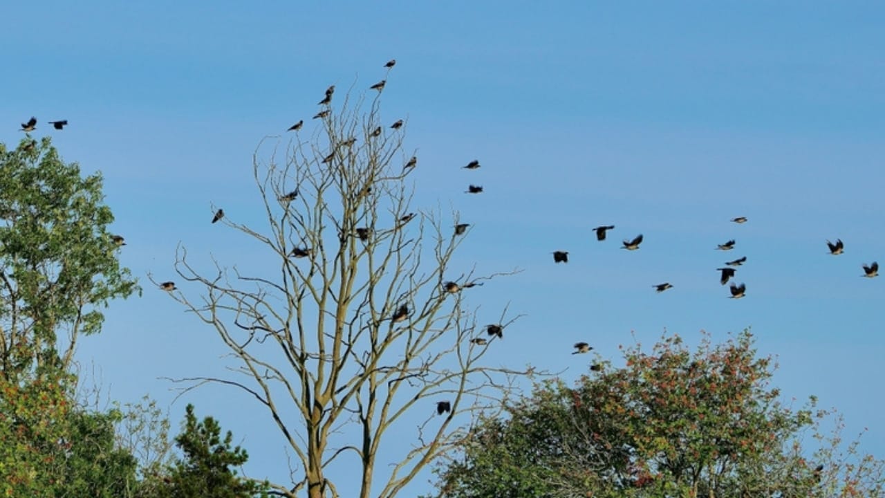 10 Reasons Why It's Illegal to Own a Crow as a Pet - crow flying ss2343374915