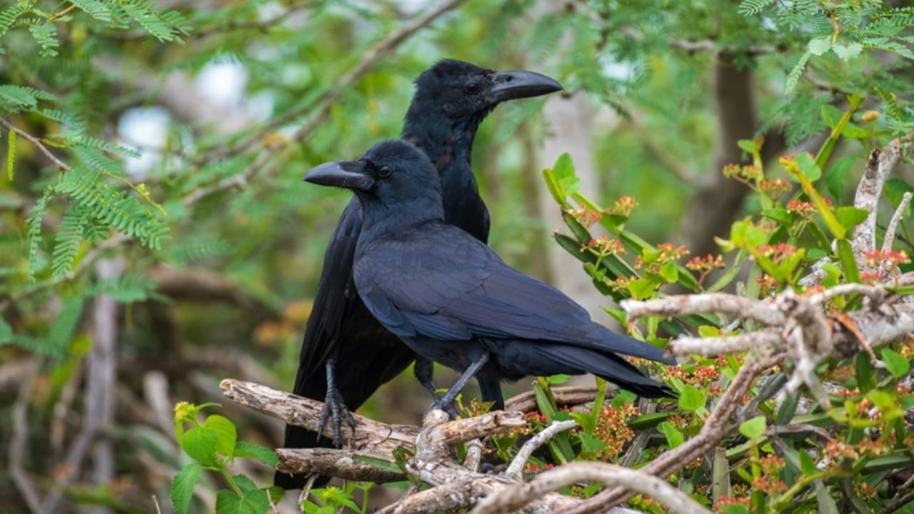 10 Reasons Why It's Illegal to Own a Crow as a Pet - crow forest ss2338603559
