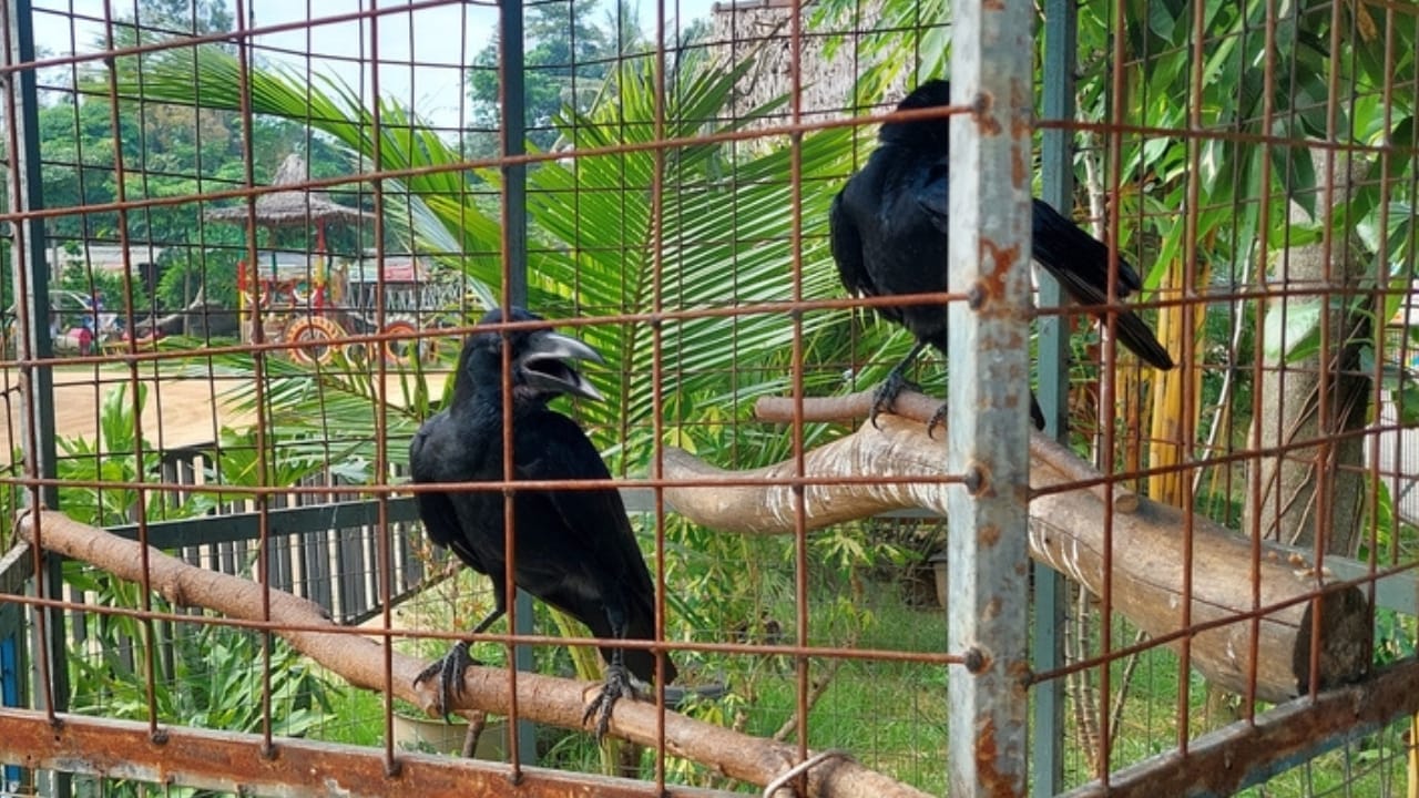 10 Reasons Why It's Illegal to Own a Crow as a Pet - crow in cage ss2486830041