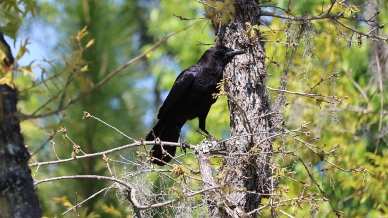 10 Reasons Why It's Illegal to Own a Crow as a Pet - crow in forest ss2479535105