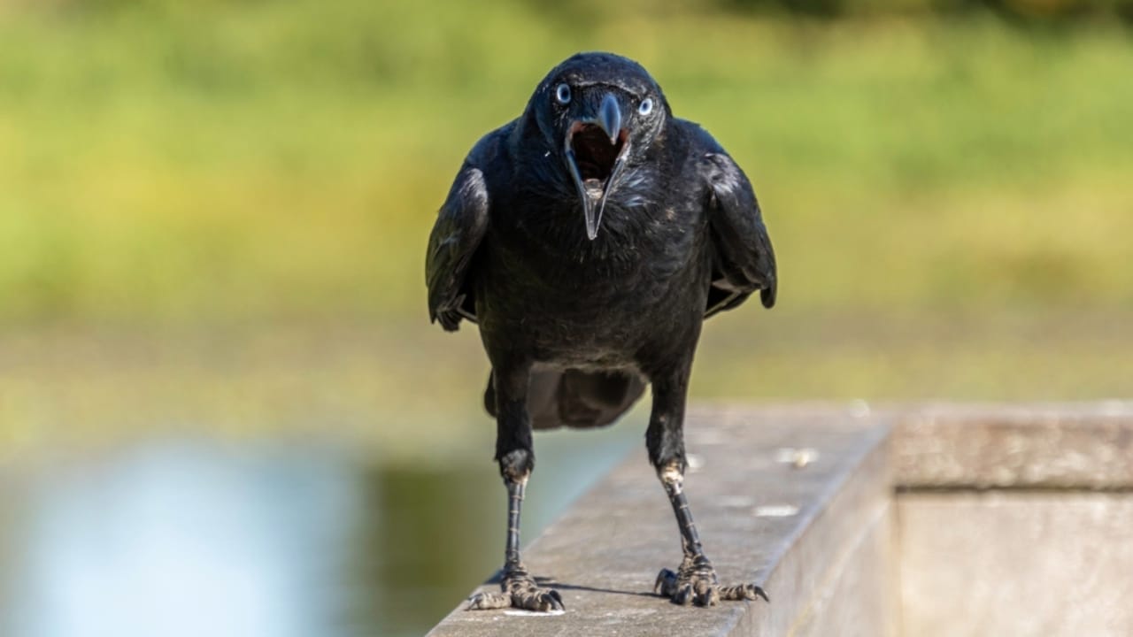 10 Reasons Why It's Illegal to Own a Crow as a Pet - crow perched ss2334464927