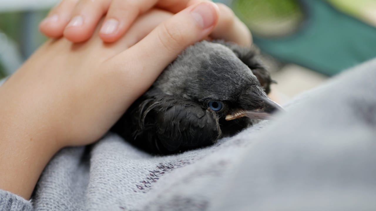 10 Reasons Why It's Illegal to Own a Crow as a Pet - crow with family ss1850634829