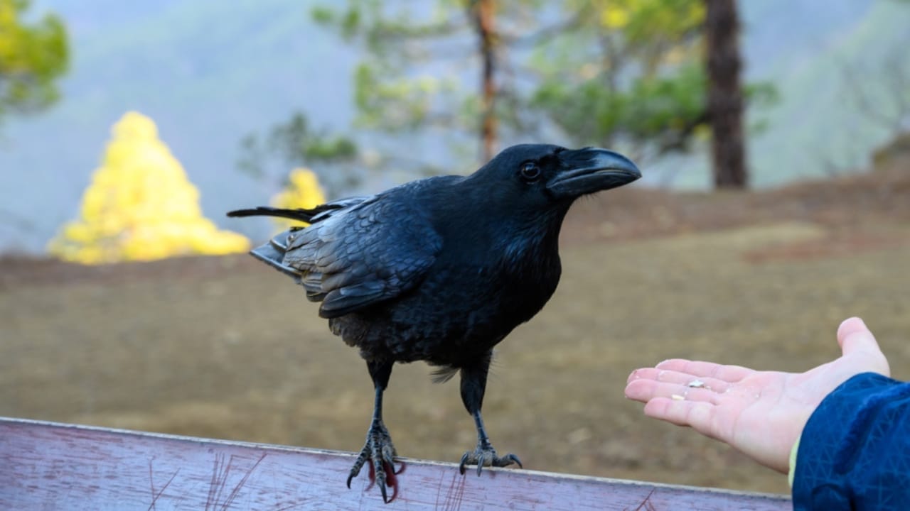 10 Reasons Why It's Illegal to Own a Crow as a Pet 7 10 Reasons Why It's Illegal to Own a Crow as a Pet - crow with hands ss1613200321