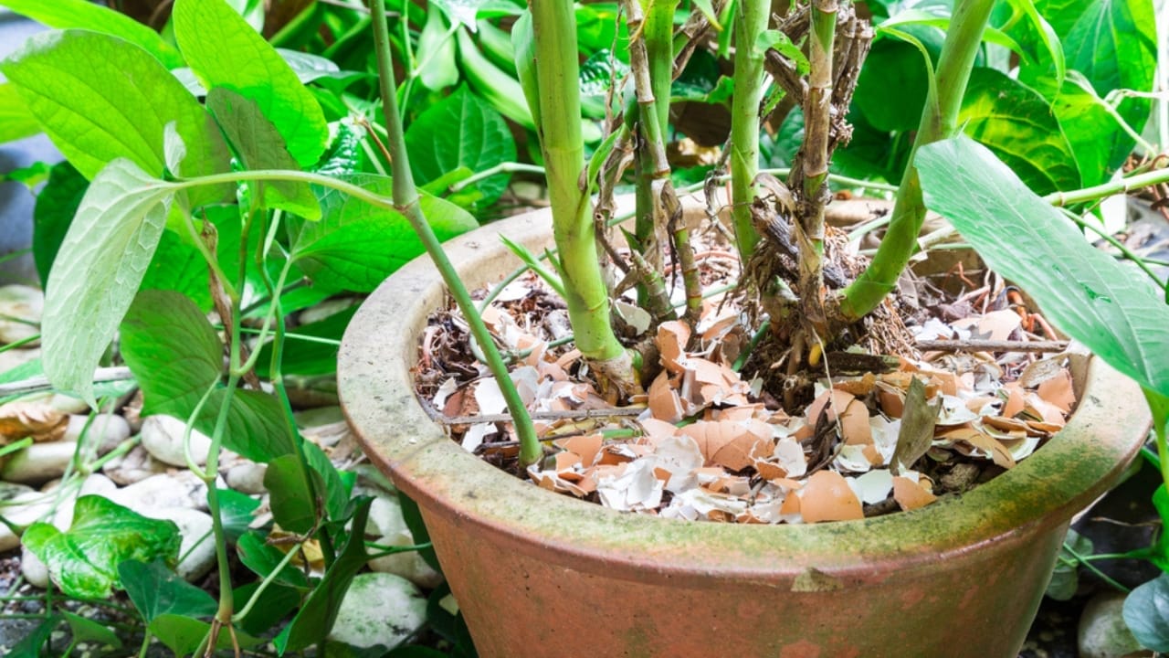15 Genius Uses for Eggshells in Your Garden 4 15 Genius Uses for Eggshells in Your Garden - crushed egg shell dp104167724