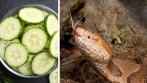 Venomous Snakes That Smell Like Cucumbers 1 Venomous Snakes That Smell Like Cucumbers - cucumber and copperhead snake ss2427852205 1956632683