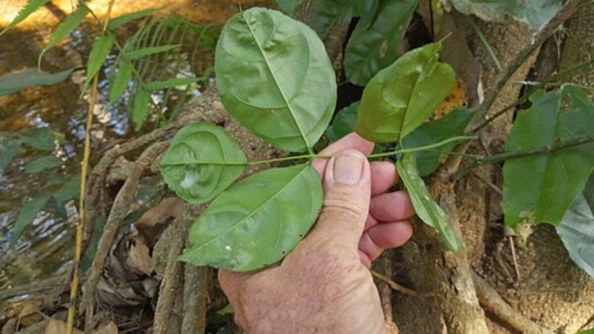 Florida's Shift from Citrus to Sustainable Indian Trees 5 Florida's Shift from Citrus to Sustainable Indian Trees - cultivation pongamia wc