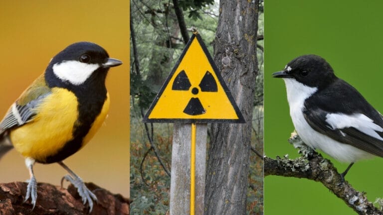 Chernobyl's Songbirds Expose the Effects of Nuclear Radiation on Animals, According to Study 5 Chernobyl's Songbirds Expose the Effects of Nuclear Radiation on Animals, According to Study - cute bird and ficedula ss1593427705 150924059 2030915975