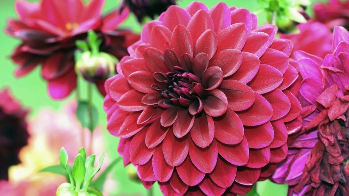 18 Plants Guaranteed to Bring Fall Colors to Your Landscape 14 18 Plants Guaranteed to Bring Fall Colors to Your Landscape - dahlia arabian night dp54618949
