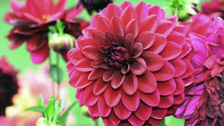 Overwinter Dahlias: How to Save Them for Next Year’s Blooms 6 Overwinter Dahlias: How to Save Them for Next Year’s Blooms - dahlia arabian night dp54618949