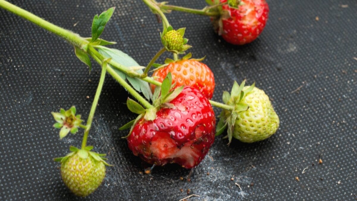 How to Harvest Fresh, Mouthwatering Strawberries in 10 Easy Steps 8 How to Harvest Fresh, Mouthwatering Strawberries in 10 Easy Steps - damage strawberry dp429395266