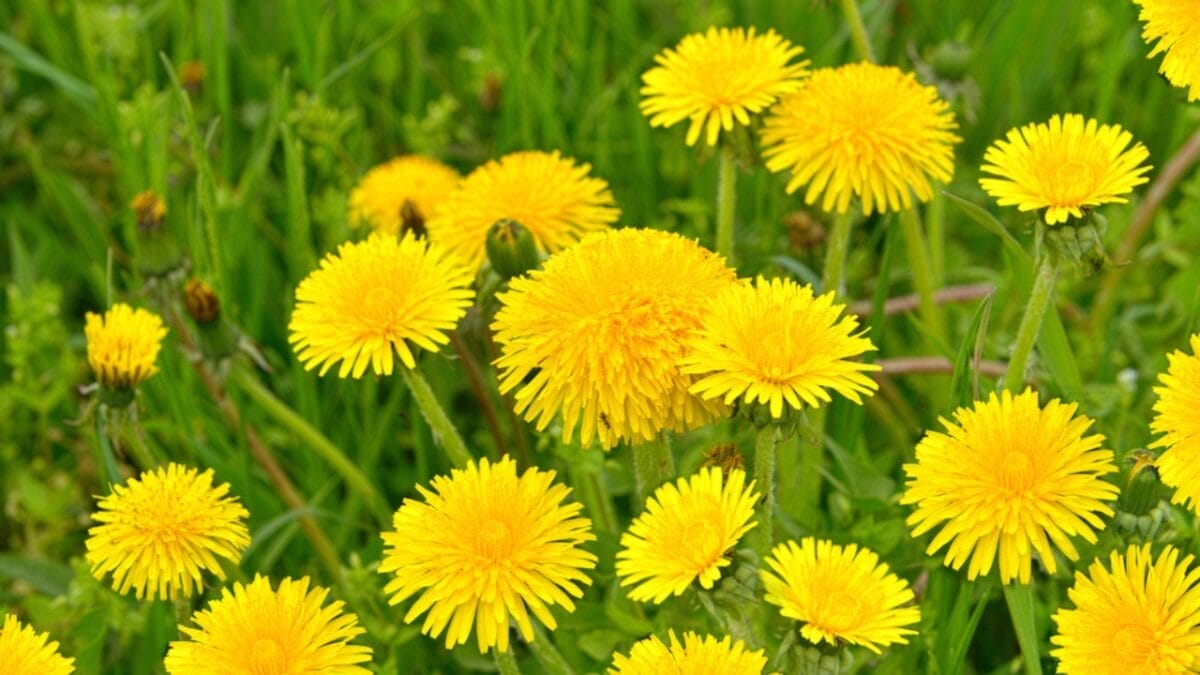 15 Plants Our Grandparents Ate to Survive the Great Depression - dandelions dp24331157