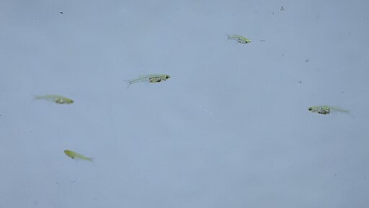 The Small Fish with a Remarkable Roar: Louder Than Fireworks 3 The Small Fish with a Remarkable Roar: Louder Than Fireworks - danionella wc