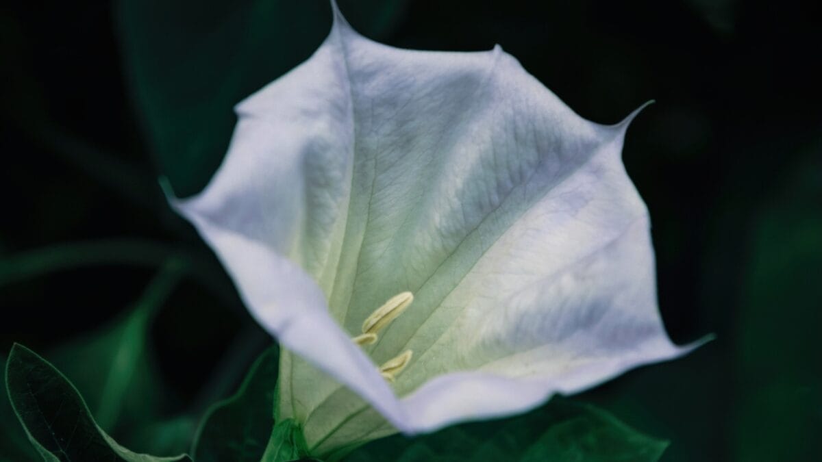 7 Deadly Plants That Changed Warfare With Poison and Fear 9 7 Deadly Plants That Changed Warfare With Poison and Fear - datura dp369796490