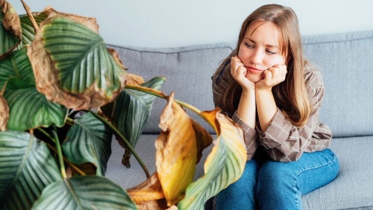 Say Goodbye to Leaf Scorch with These 10 Plant Care Tips 6 Say Goodbye to Leaf Scorch with These 10 Plant Care Tips - dead houseplant ss2206537809
