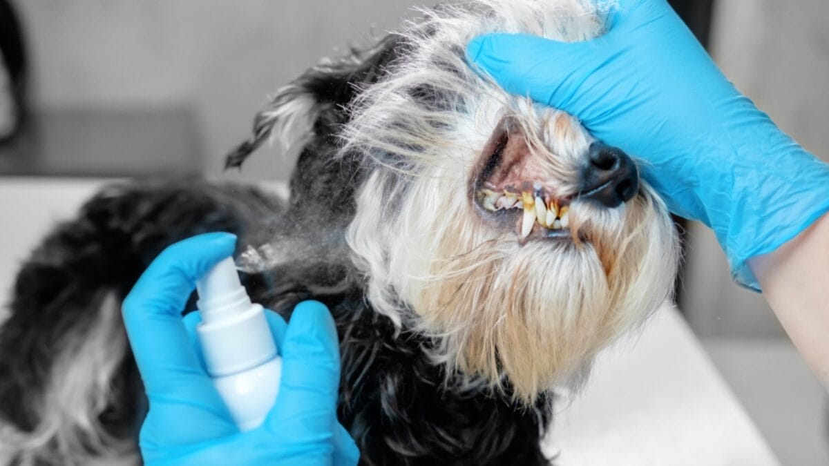 15 Alternatives to Brushing That Keep Your Dog’s Teeth Clean 16 15 Alternatives to Brushing That Keep Your Dog’s Teeth Clean - dental spray ss793334065