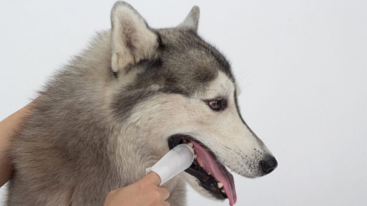 15 Alternatives to Brushing That Keep Your Dog’s Teeth Clean 11 15 Alternatives to Brushing That Keep Your Dog’s Teeth Clean - dental wipes ss1990816289