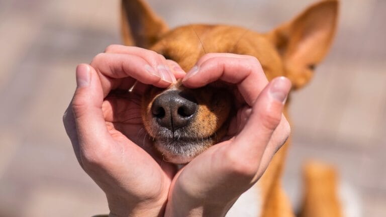 15 Common Reasons Dogs Bark & How to Address Each One 3 15 Common Reasons Dogs Bark & How to Address Each One - dog heart hands African Basenji dp2313687251