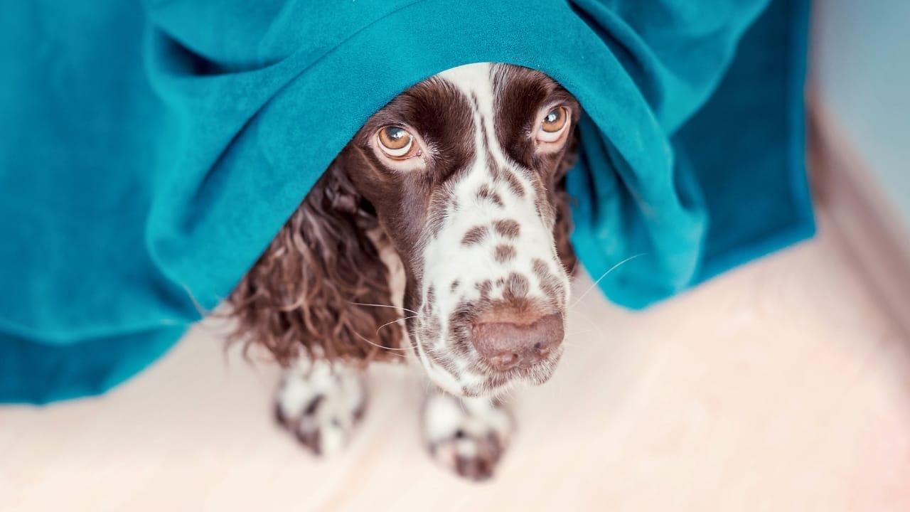 35 Fun Ways to Keep Your Dog Entertained Indoors - dog hiding s1675086058