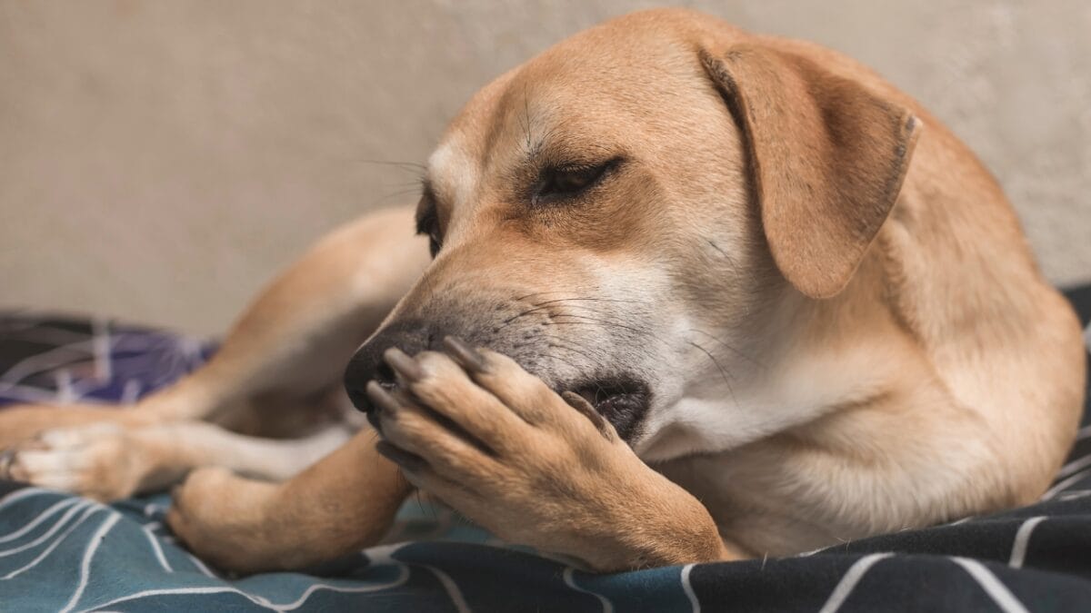 Always Wash Your Dog’s Paws to Avoid Winter Dangers 7 Always Wash Your Dog’s Paws to Avoid Winter Dangers - dog licking paws ss2133395671