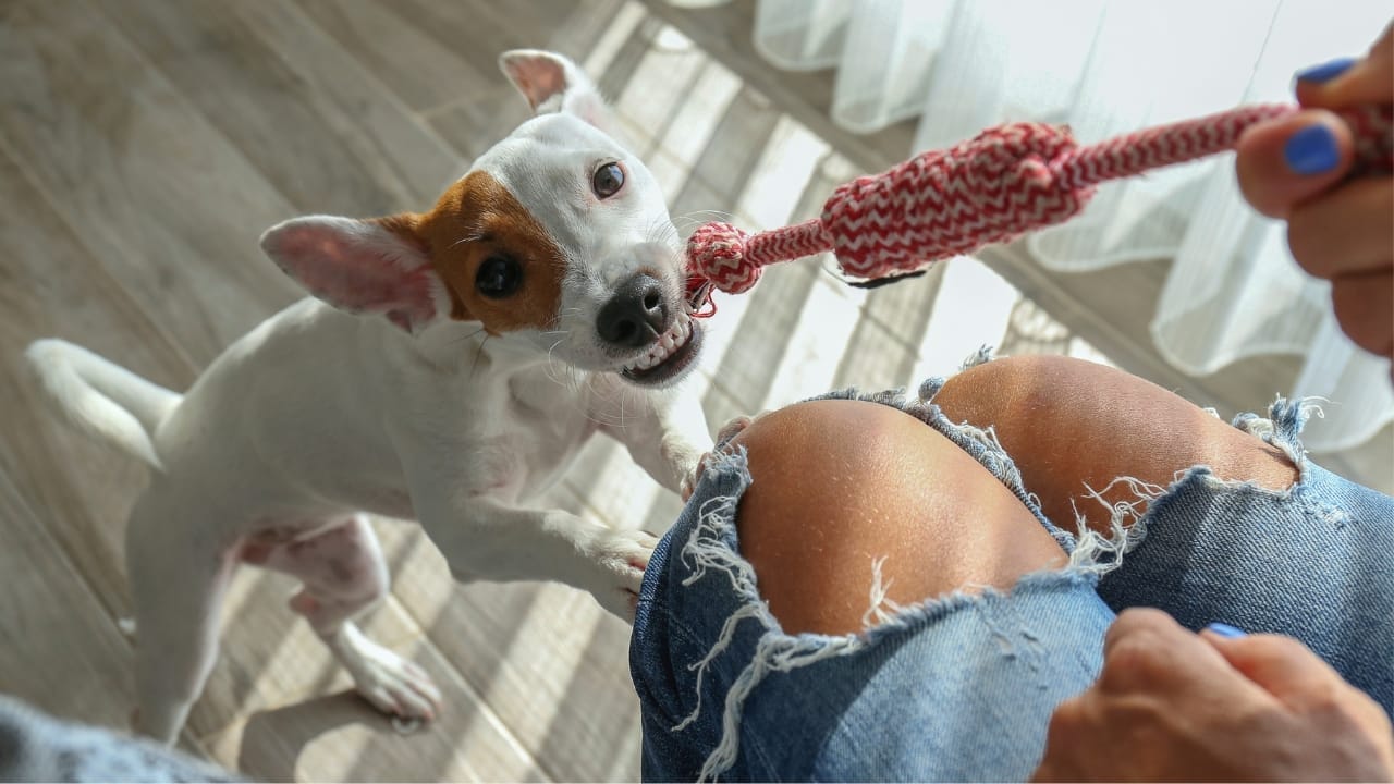 35 Fun Ways to Keep Your Dog Entertained Indoors - dog toy tug of war s2358813189
