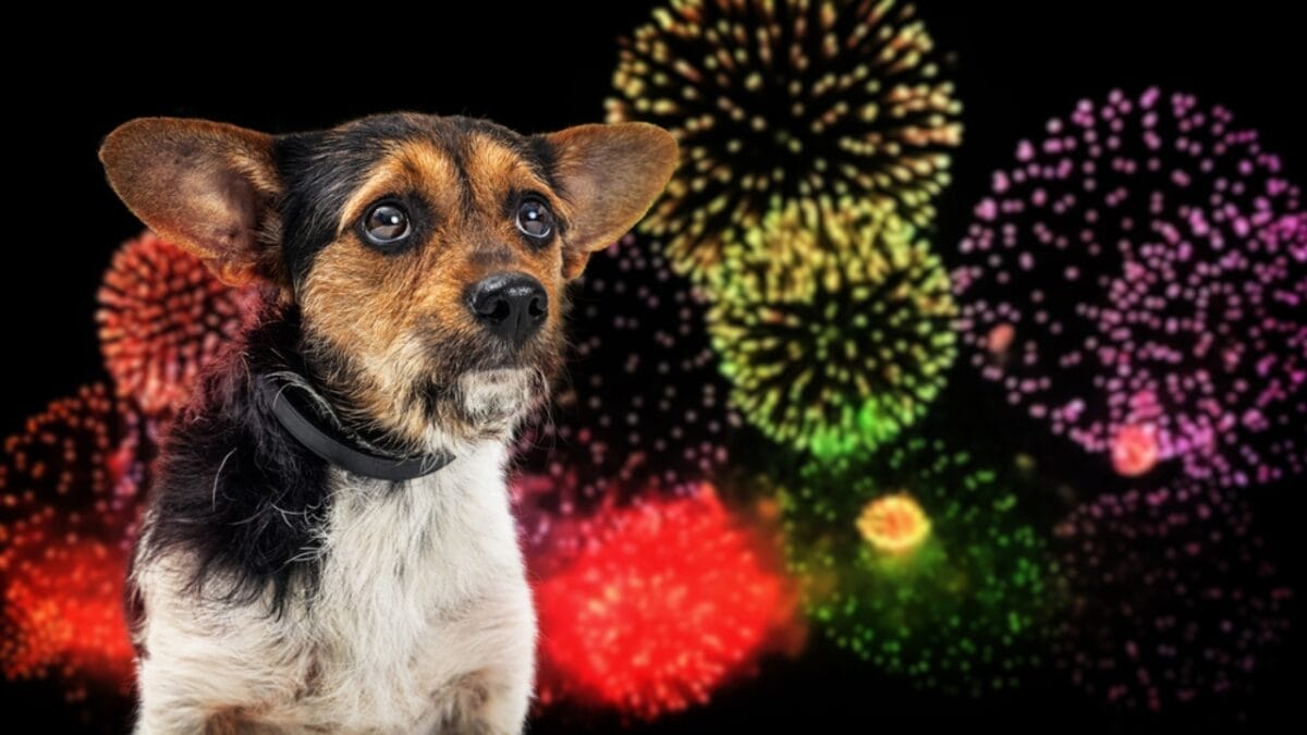 July 4th-6th Sees a 30% Spike in Missing Pets Each Year: 5 Prevention Tips 2 July 4th-6th Sees a 30% Spike in Missing Pets Each Year: 5 Prevention Tips - dog afraid of fireworks dp494054322
