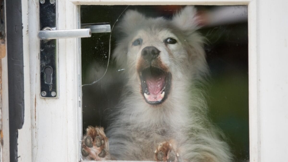 15 Common Reasons Dogs Bark & How to Address Each One 14 15 Common Reasons Dogs Bark & How to Address Each One - dog alone barking ss2181600711