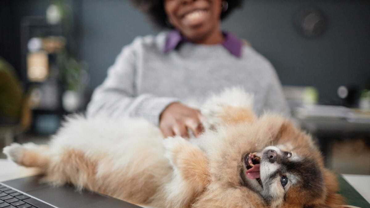 35 Fun Ways to Keep Your Dog Entertained Indoors - dog belly rub dp720295956