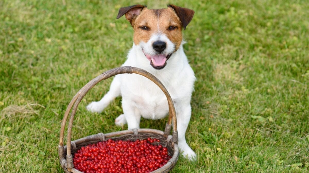 20 Unforgettable Experiences for Your Dog's Bucket List 19 20 Unforgettable Experiences for Your Dog's Bucket List - dog berry picking ss462669358