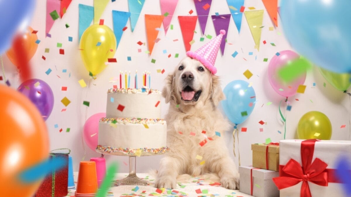 20 Unforgettable Experiences for Your Dog's Bucket List 21 20 Unforgettable Experiences for Your Dog's Bucket List - dog birthday party ss1024473769