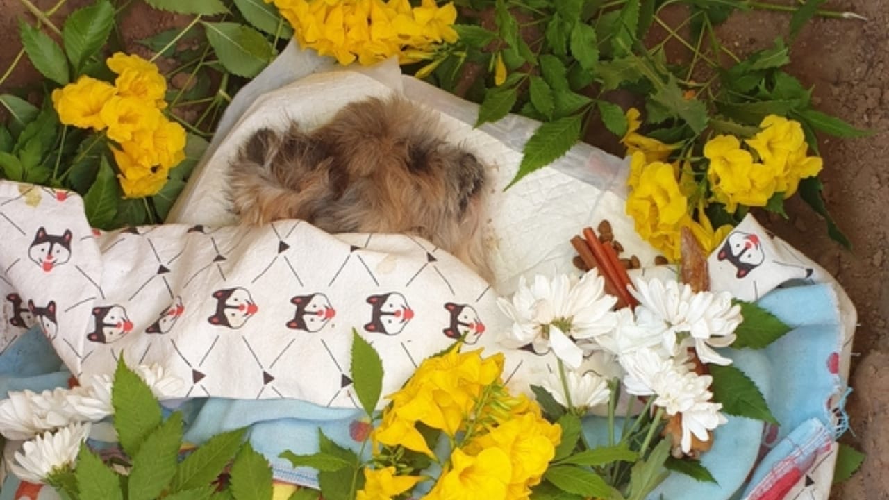 When Your Dog Dies at Home: 10 Steps Every Owner Should Know 6 When Your Dog Dies at Home: 10 Steps Every Owner Should Know - dog blanket burial ss2091595915