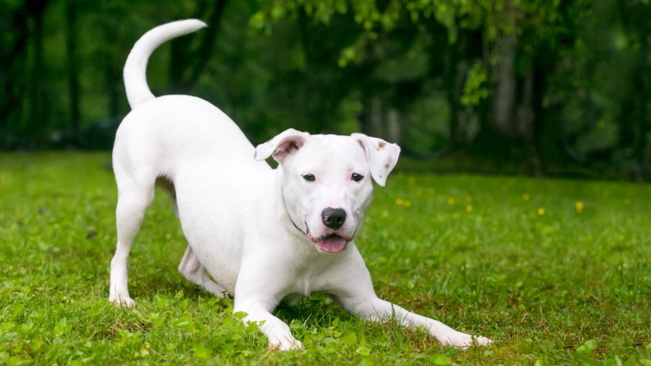 New Study Shares Interesting Age-Reversal Pill for Dogs’ Longevity 2 New Study Shares Interesting Age-Reversal Pill for Dogs’ Longevity - dog bowing tail ss1872483544