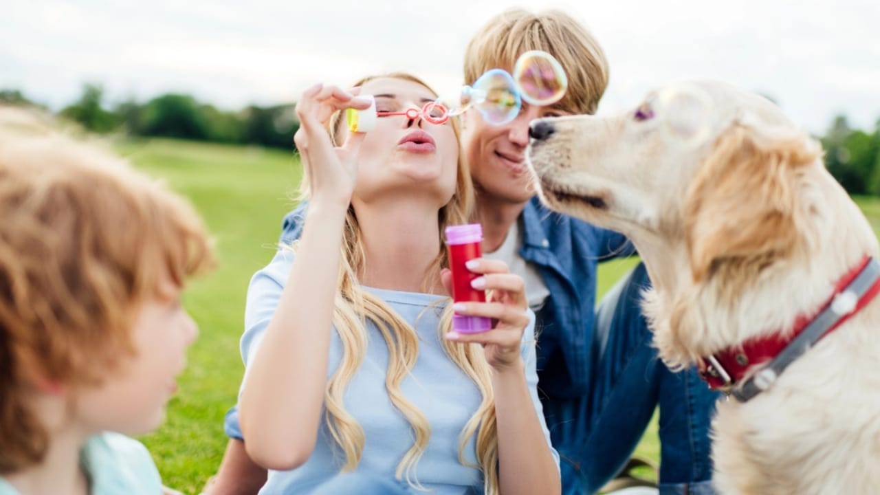 35 Fun Ways to Keep Your Dog Entertained Indoors - dog bubbles dp162012902