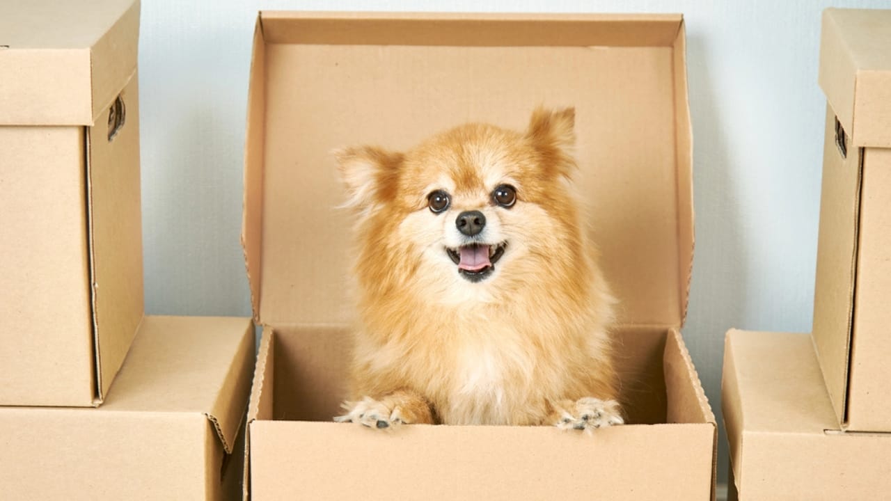 35 Fun Ways to Keep Your Dog Entertained Indoors - dog cardboard dp472918518