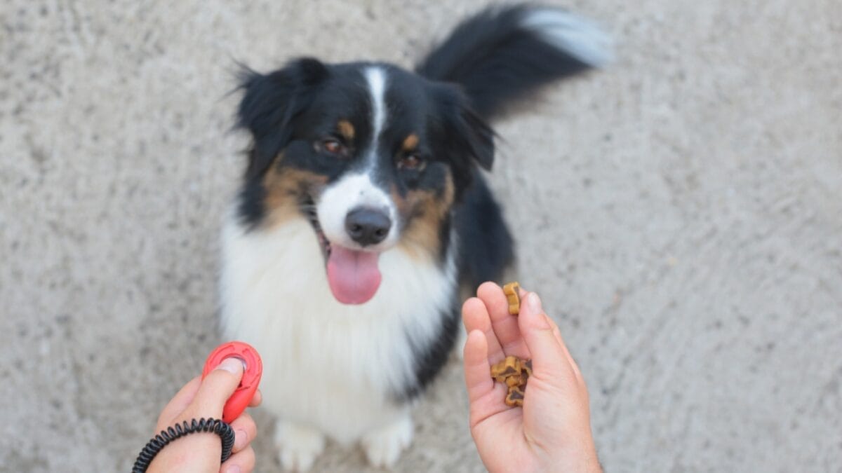 15 Tips for Successful Clicker Training Your Dog 7 15 Tips for Successful Clicker Training Your Dog - dog clicker with treats ss1136229746