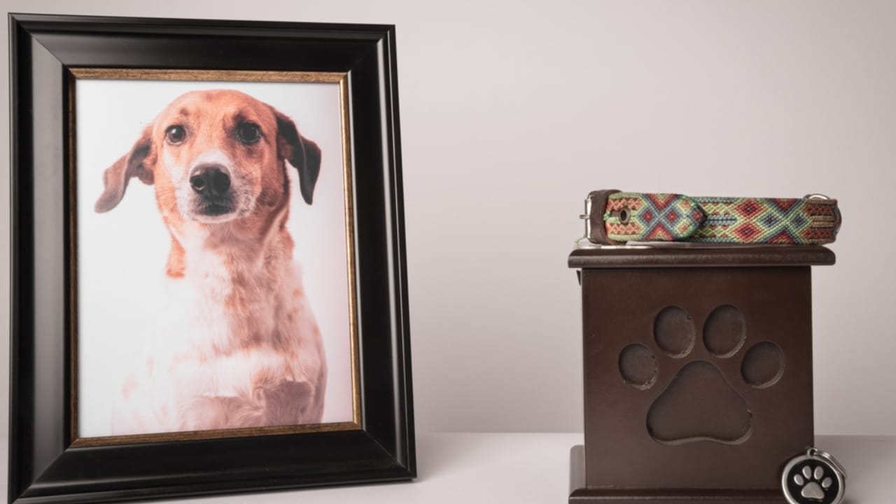 Where Do Dogs Go After They Die? Grief, Healing & Beliefs That Help 5 Where Do Dogs Go After They Die? Grief, Healing & Beliefs That Help - dog cremate ss2165011069