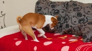 The Mystery Behind Your Dog’s Bed-Digging Behavior Explained 1 The Mystery Behind Your Dog’s Bed-Digging Behavior Explained - dog digs bed ss 378720454