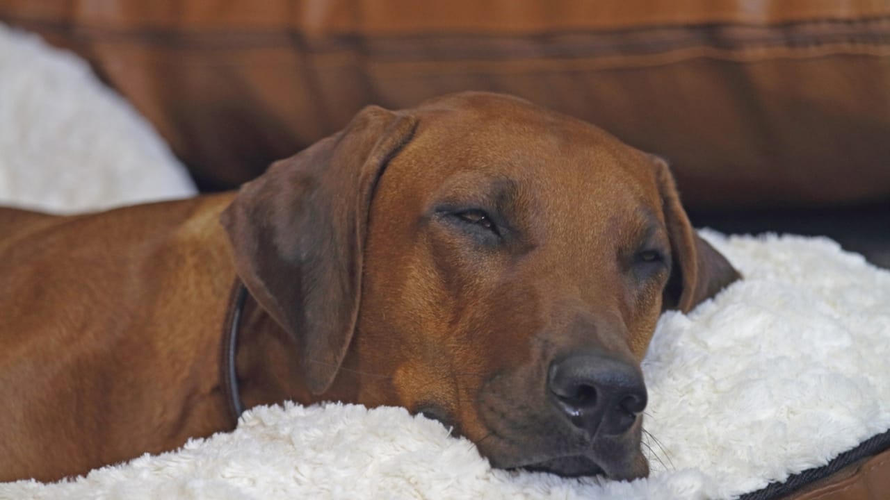 Does Your Dog Really Trust You... 15 Signs That Say Yes 3 Does Your Dog Really Trust You... 15 Signs That Say Yes - dog dozing dp674604322