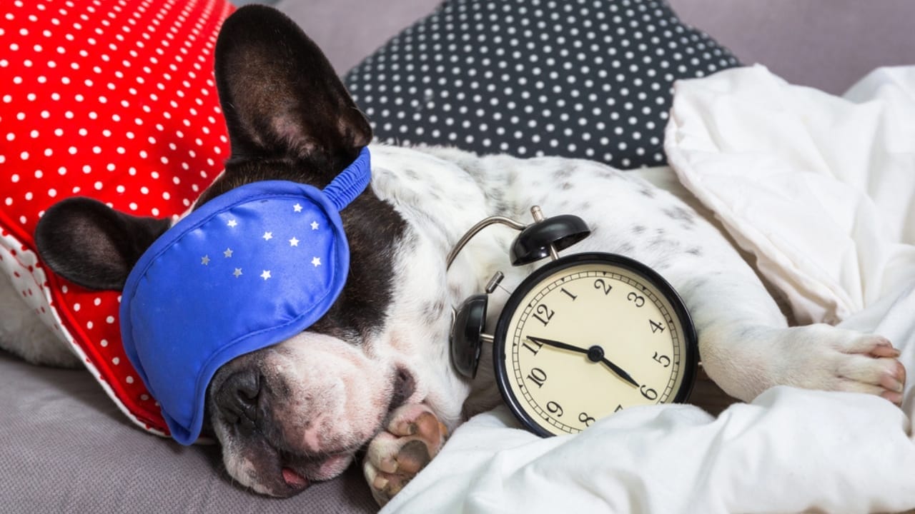 The Mystery Behind Your Dog’s Bed-Digging Behavior Explained 8 The Mystery Behind Your Dog’s Bed-Digging Behavior Explained - dog dp322723176